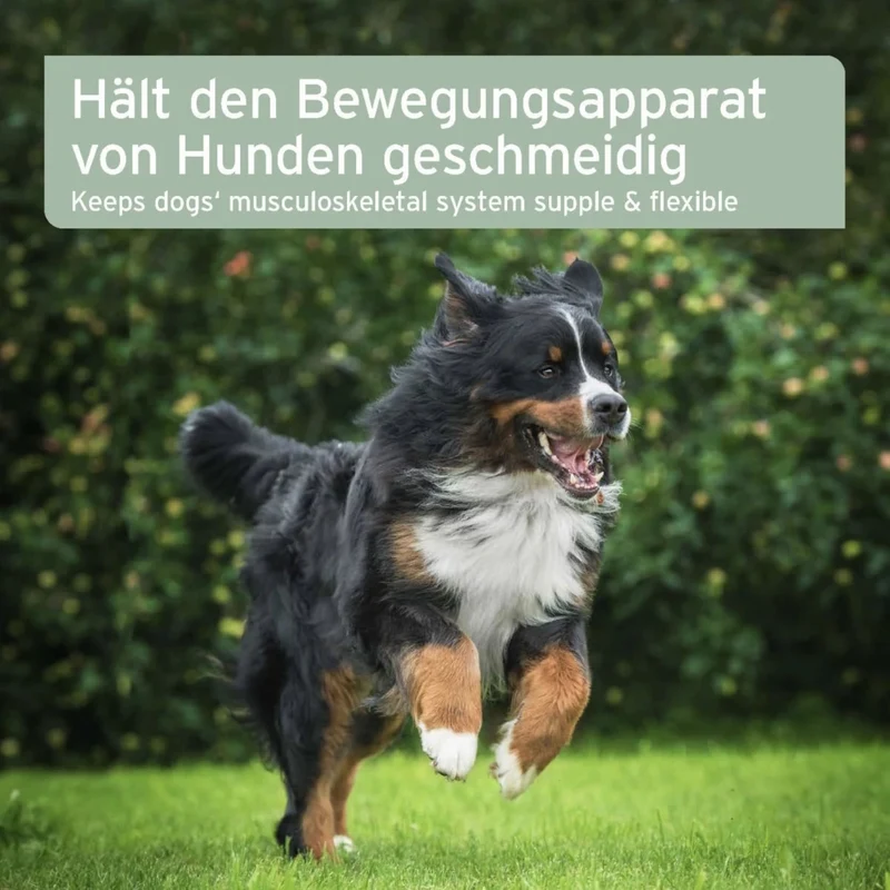 AniForte Arthro Omega Öl für Hunde – Premium Gelenkunterstützung mit Omega-3 bei Arthrose & Gelenkentzündungen