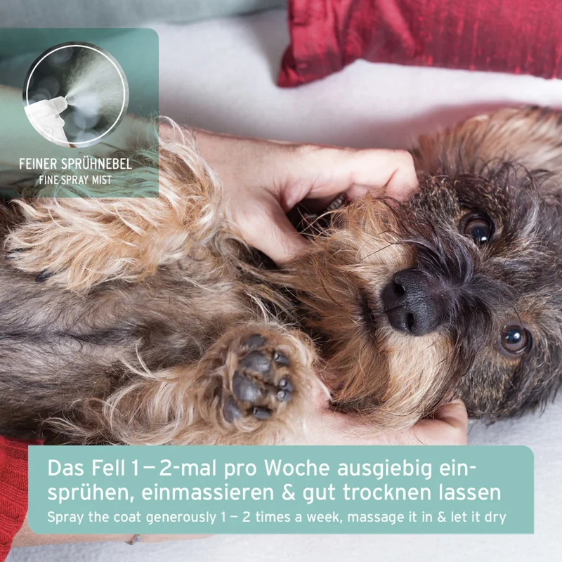 AniForte Fellgeruch-STOP Spray für Hunde – Natürlicher Geruchsneutralisierer gegen Hundegeruch