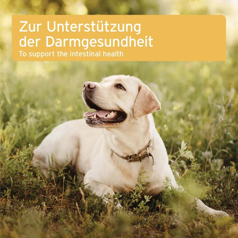 AniForte PLUS Probiotikum Tabs für Hunde – Natürliche Darmflora-Unterstützung mit aktiven Probiotika & Präbiotika für gesunde Verdauung