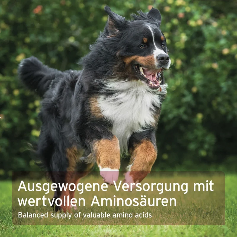 AniForte Taurin Pulver für Hunde – Hochdosiert & Rein für Herzgesundheit & Vitalität