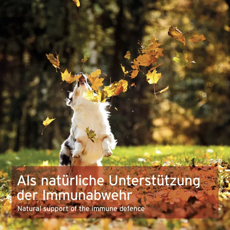 AniForte MultiVETAL – Natürliches Multivitamin-Pulver mit Bierhefe & Omega-3 für Hunde