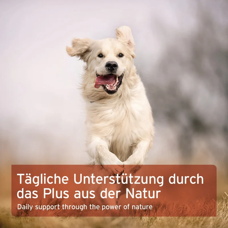AniForte Hagebuttenpulver für Hunde – Natürliches Vitamin C für starke Gelenke & Immunsystem