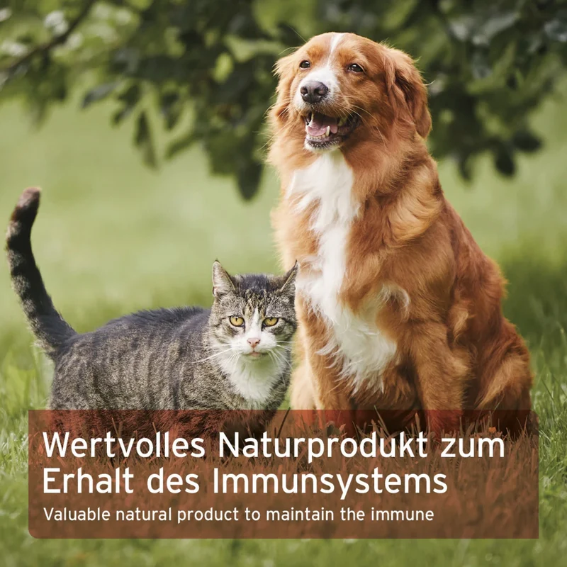 AniForte Bio Spirulina Pulver für Hunde – 100% Reine Mikroalge zur Stärkung von Immunsystem, Vitalität & Fellgesundheit