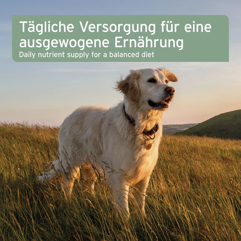 AniForte Nachtkerzenöl für Hunde – Natürliche Hautpflege bei Juckreiz, trockener Haut & stumpfem Fell | Reich an Omega-6 & Omega-9 Fettsäuren