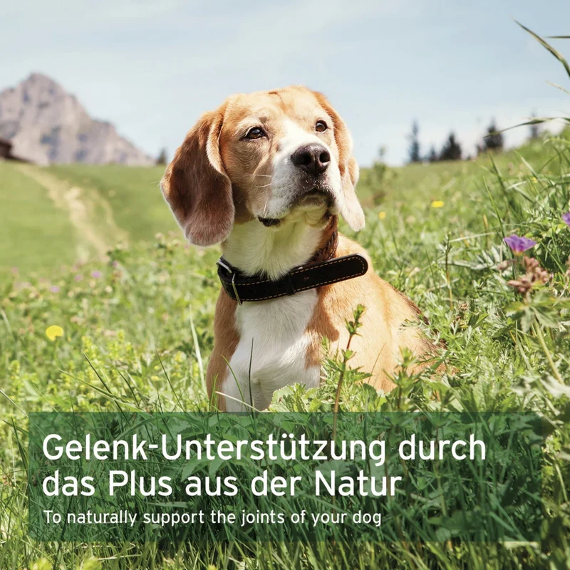 AniForte Weihrauch Kapseln für Hunde – Natürliche Unterstützung für Gelenke, Beweglichkeit & Wohlbefinden bei älteren und aktiven Hunden