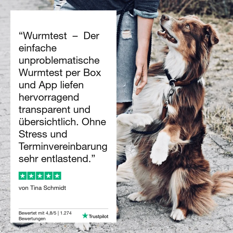 Vetevo Durchfalltest Hund – Schnelle Diagnose bei Durchfall, Erbrechen & Bauchschmerzen | Testet auf Coronaviren, Parvoviren, Giardien & Kryptosporidien