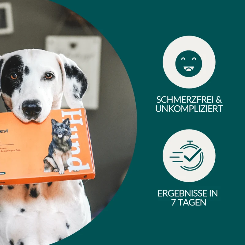 Vetevo Allergietest Plus Hund – 378 Unverträglichkeiten aufdecken & Juckreiz, Durchfall und Pfotenlecken endlich verstehen
