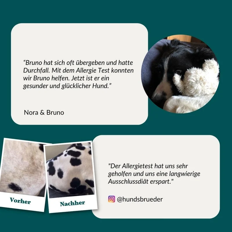 Vetevo Allergietest Plus Hund – 378 Unverträglichkeiten aufdecken & Juckreiz, Durchfall und Pfotenlecken endlich verstehen