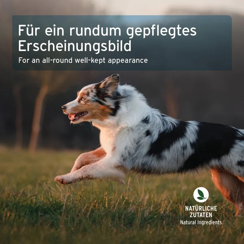 AniForte Fell & Haut Snack für Hunde – Natürliche Unterstützung bei Juckreiz & Hautproblemen für gesundes, glänzendes Fell