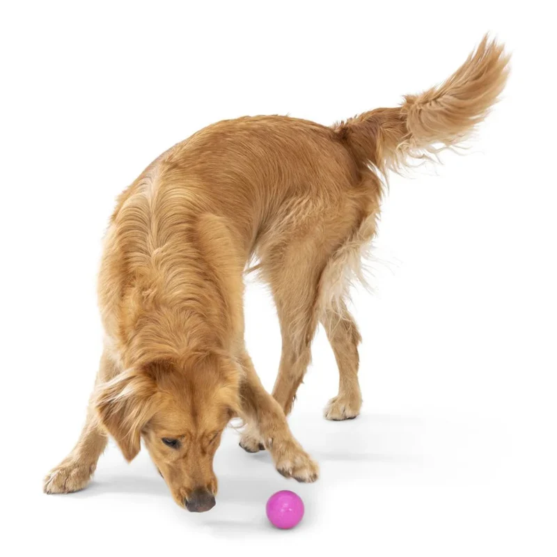 West Paw Zogoflex Boundr – Robuster Hundeball für Apportierer, Wasserratten & Kau-Enthusiasten | Spülmaschinenfest, schwimmfähig & kompatibel mit Ballschleudern