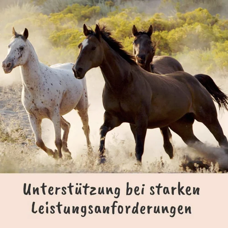 cdVet Singulares Ägyptisches Bio-Schwarzkümmelöl – Natürliche Unterstützung für Immunsystem, Vitalität & Leistungsfähigkeit bei Hunden, Katzen & Pferden
