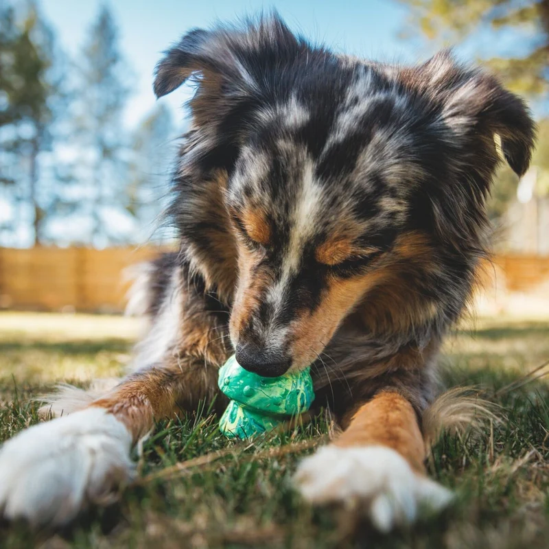 Ruffwear Toadstool – Robustes Kauspielzeug für mäßige Kauer, langlebig & leicht zu reinigen, perfekt für aktive Hunde