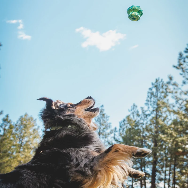 Ruffwear Toadstool – Robustes Kauspielzeug für mäßige Kauer, langlebig & leicht zu reinigen, perfekt für aktive Hunde