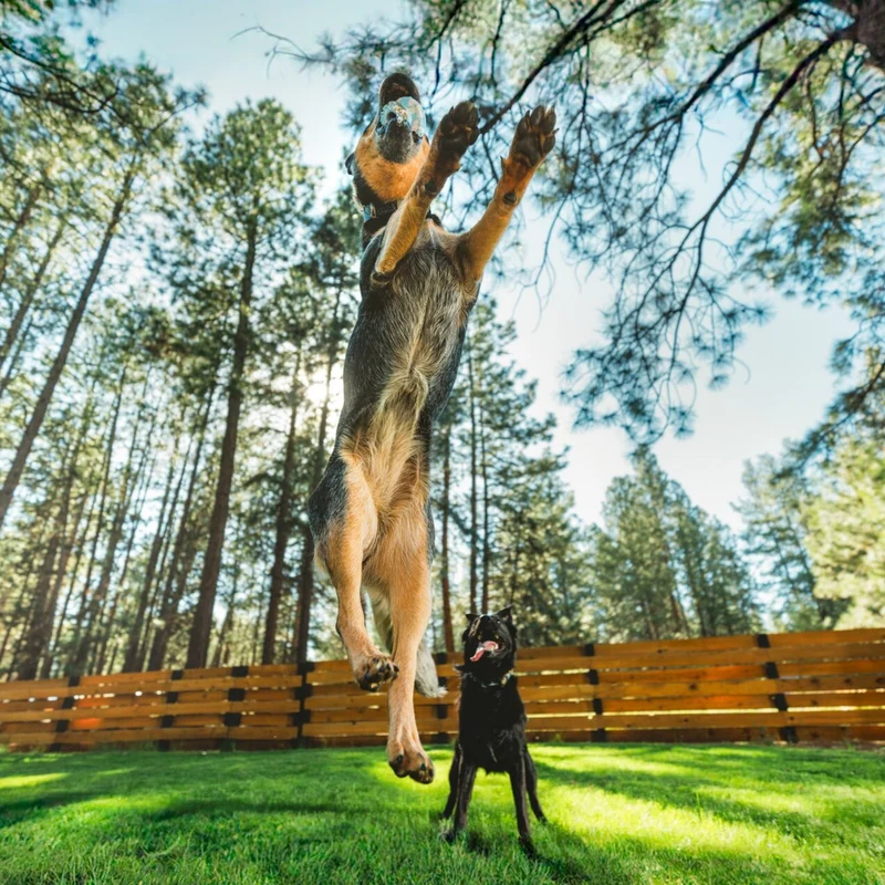 Ruffwear Toadstool – Robustes Kauspielzeug für mäßige Kauer, langlebig & leicht zu reinigen, perfekt für aktive Hunde