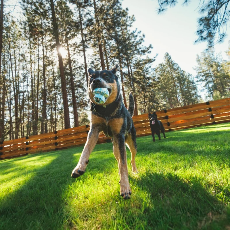 Ruffwear Toadstool – Robustes Kauspielzeug für mäßige Kauer, langlebig & leicht zu reinigen, perfekt für aktive Hunde