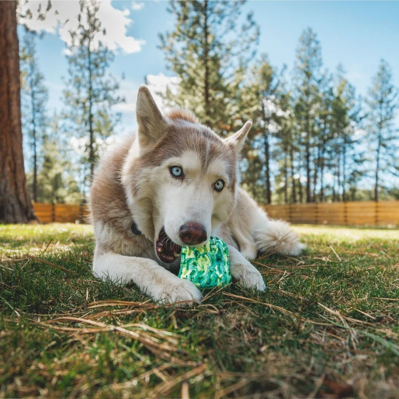 Ruffwear Morel – Interaktives Puzzle-Hundespielzeug aus Naturkautschuk für mentale Auslastung und Kauspaß
