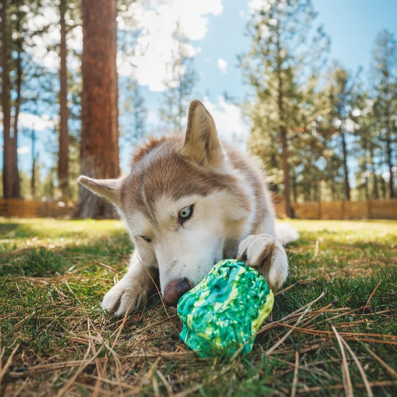 Ruffwear Morel – Interaktives Puzzle-Hundespielzeug aus Naturkautschuk für mentale Auslastung und Kauspaß