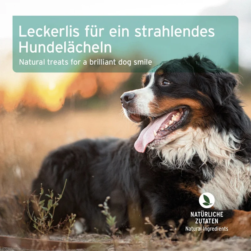AniForte Denta-Snack für Hunde – Natürliche Zahnpflege gegen Zahnstein & Mundgeruch