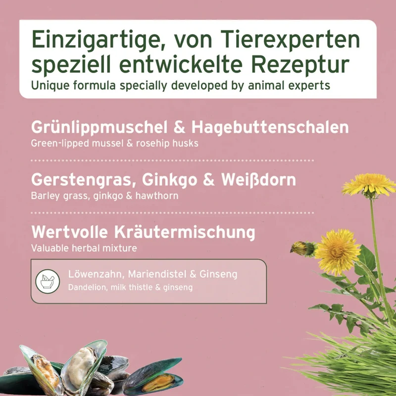 AniForte Senior Active für ältere Hunde – Natürliche Unterstützung für Gelenke, Herz, Gedächtnis & Immunsystem