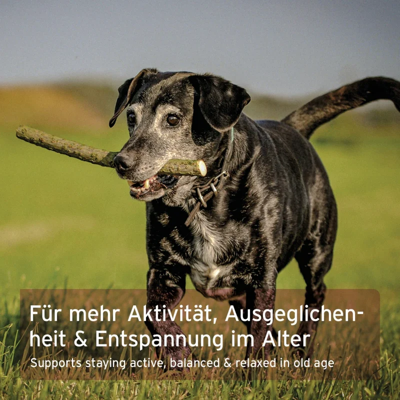 AniForte Senior Active für ältere Hunde – Natürliche Unterstützung für Gelenke, Herz, Gedächtnis & Immunsystem