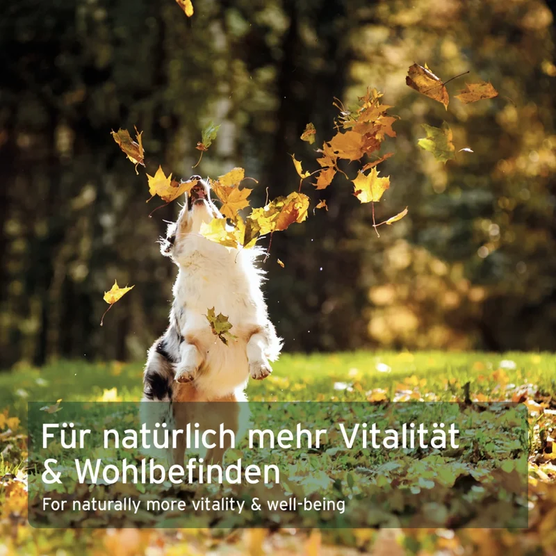AniForte Lachsöl Kapseln für Hunde – Omega-3 für glänzendes Fell, gesunde Haut & starke Gelenke