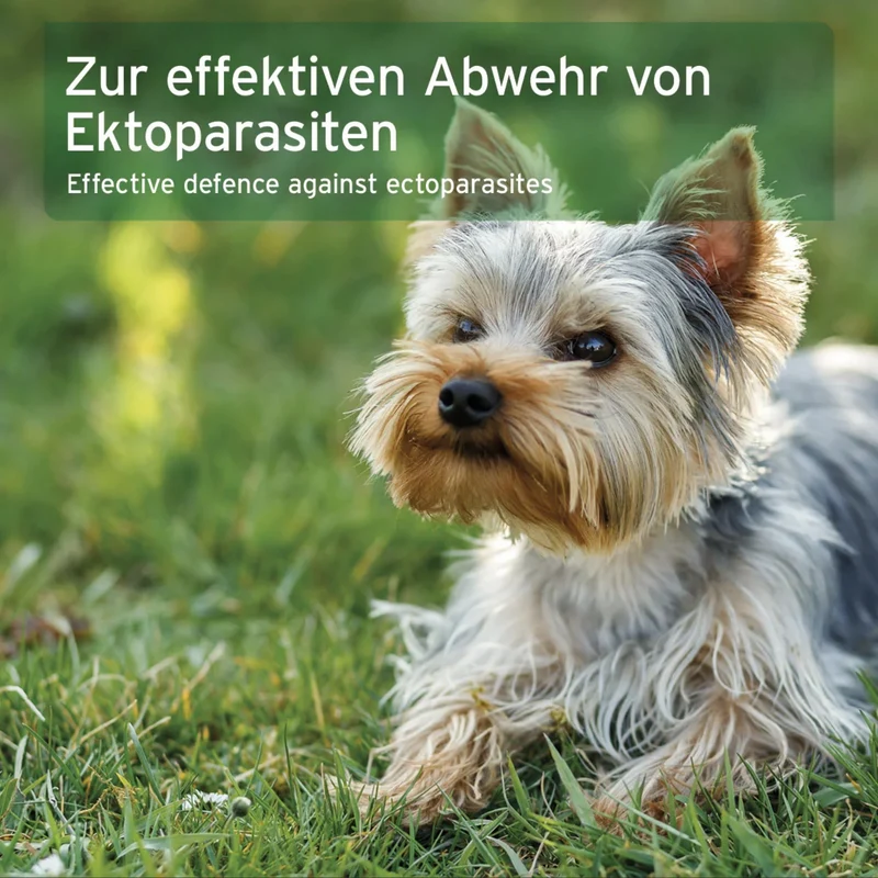 AniForte Ectoprotex Spot-on für Hunde – Repellent zur Parasitenabwehr, natürlicher Schutz gegen Zecken, Flöhe & Parasiten