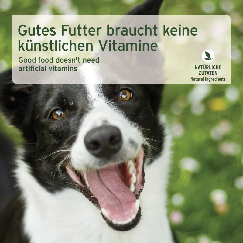 AniForte Pure Nature Greenfield Turkey Nassfutter für Hunde – Getreidefreies Premium-Hundefutter mit hohem Fleischanteil, natürliche Zutaten für Vitalität & gesunde Verdauung