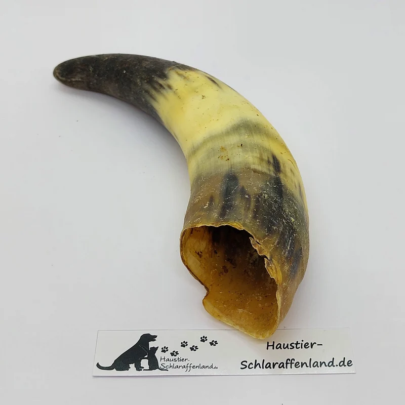 Rinder-Horn