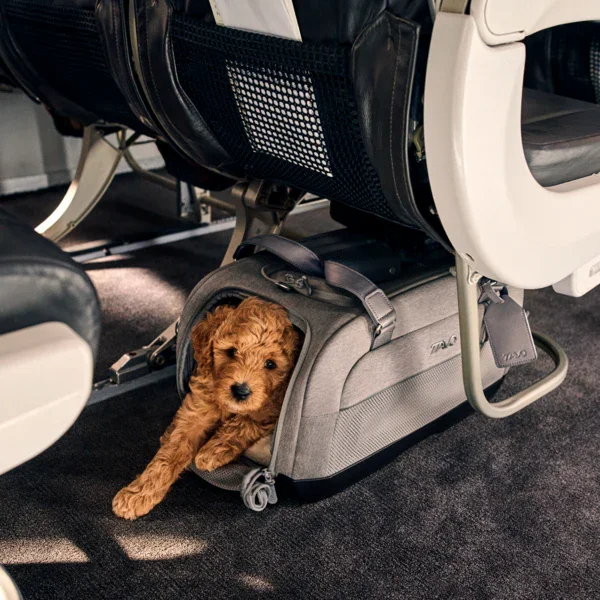 Flug- & Transporttasche Tavo Dupree II für Hunde & Katzen bis 9 kg | GREENGUARD-Gold-Zertifizierung | Farbe: Merle