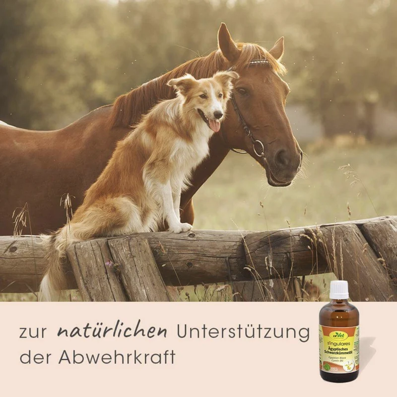 cdVet Singulares Ägyptisches Schwarzkümmelöl – Natürliche Unterstützung für Atemwege, Immunsystem & Vitalität bei Hund, Katze & Pferd