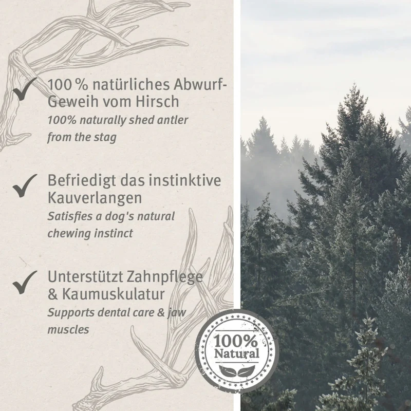AniForte Hochland Hirschgeweih – Natürliche Kaustange für Hunde, splitterfrei & fettarm