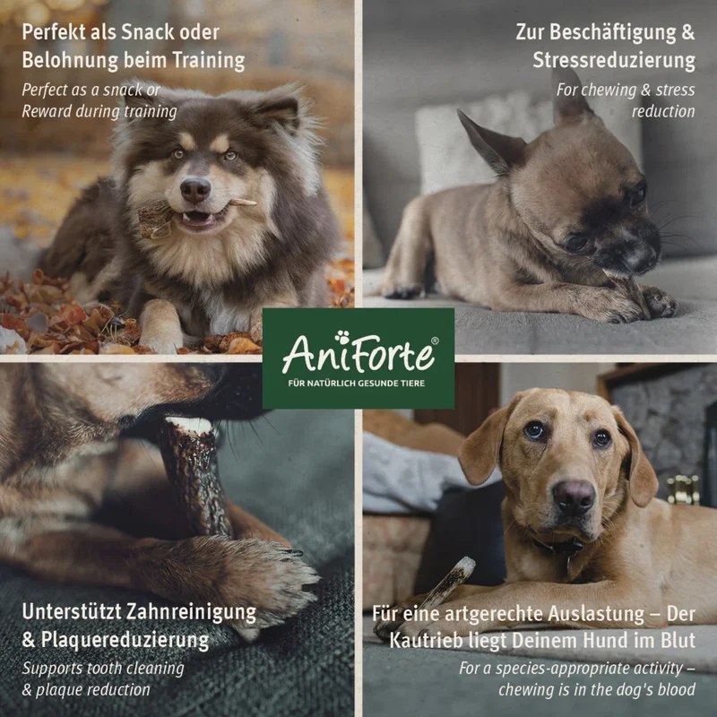 AniForte Hochland Hirschgeweih – Natürliche Kaustange für Hunde, splitterfrei & fettarm