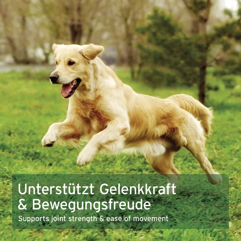 AniForte MSM Pulver für Hunde – Hochreines Methylsulfonylmethan für gesunde Gelenke & Beweglichkeit