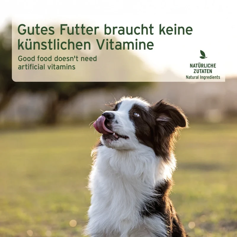 AniForte Pure Nature Senior Menu Beef – Getreidefreies Premium-Nassfutter für ältere Hunde mit Rind