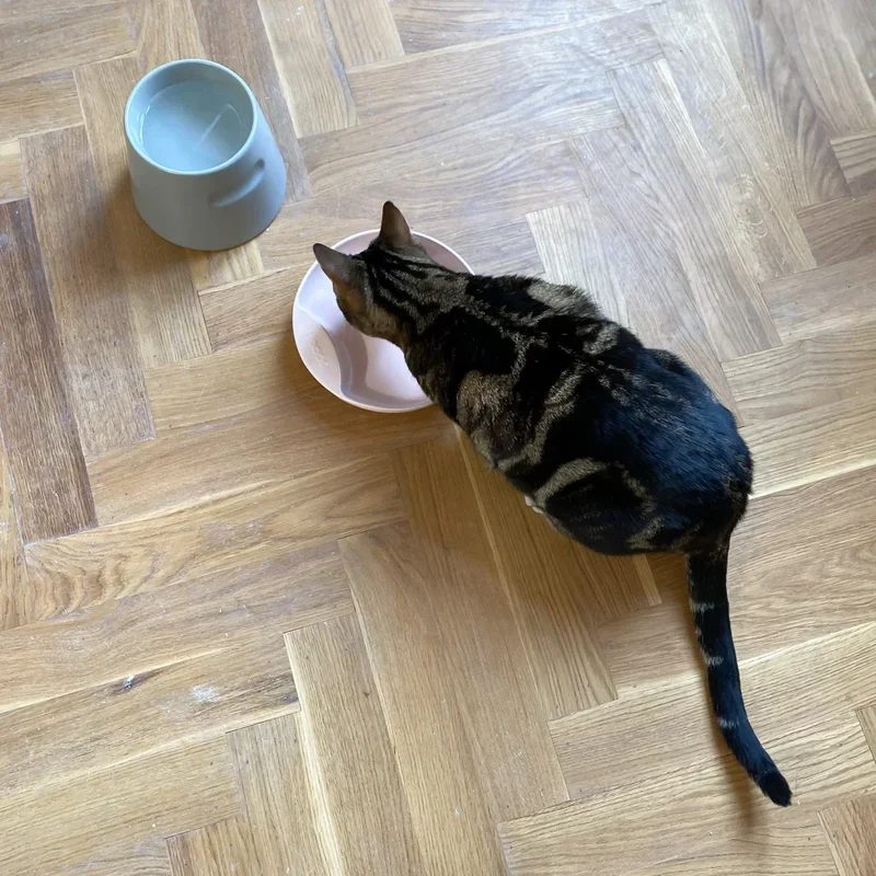 Katzennapf "Plate" von HOOPO® | 100% Porzellan | 300 ml | Rosa