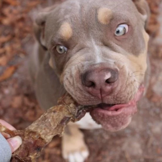 Rinder-Achillessehne