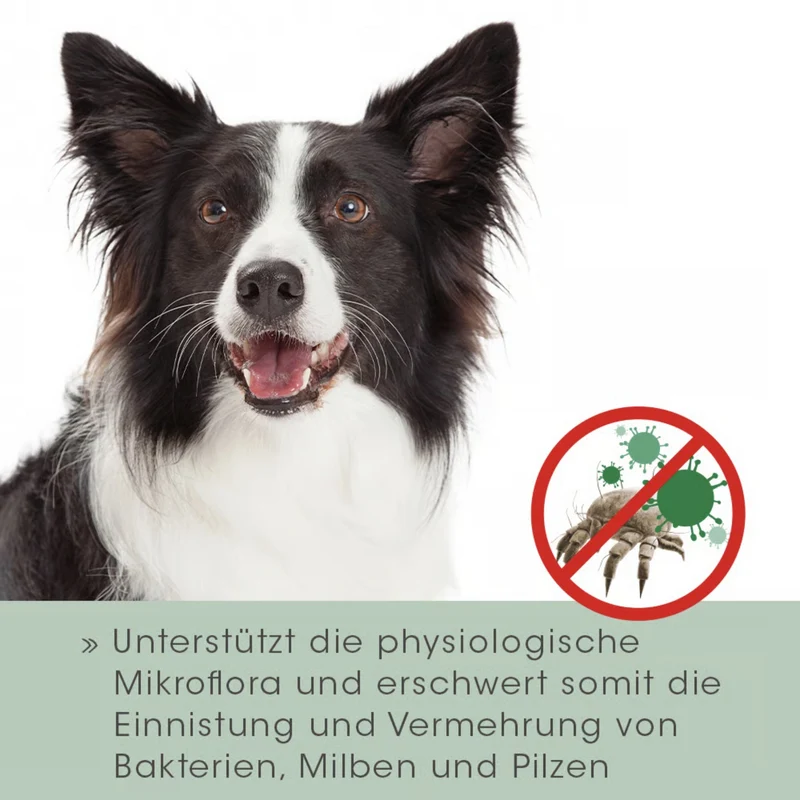 cdVet VeaVet Lebermoos Ohrspülung – Natürliche Ohrreinigung für Hunde gegen Juckreiz, Schmutz & Bakterien