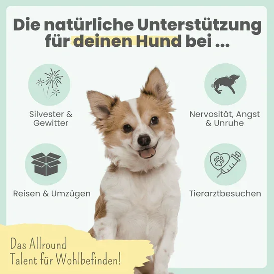 Noms+ 10% CBD Tropfen für Hunde | 100% natürlich & sanft | 10ml Öl