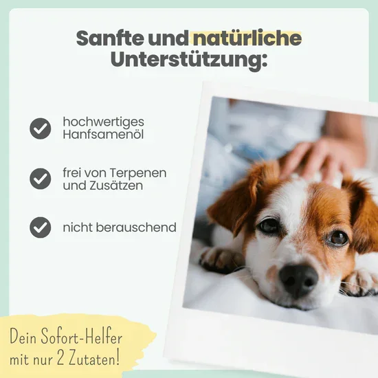 Noms+ 10% CBD Tropfen für Hunde | 100% natürlich & sanft | 10ml Öl