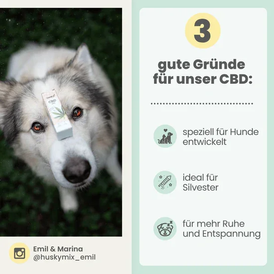 Noms+ 10% CBD Tropfen für Hunde | 100% natürlich & sanft | 10ml Öl