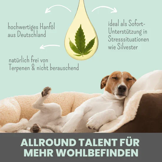 Noms+ 10% CBD Tropfen für Hunde | 100% natürlich & sanft | 10ml Öl