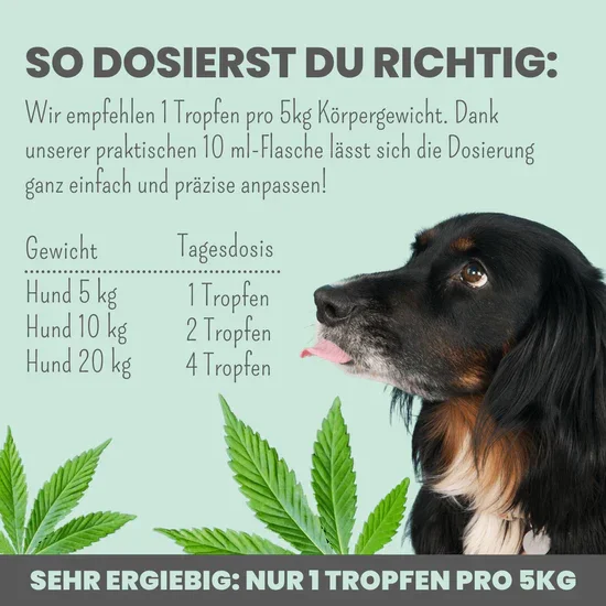 Noms+ 10% CBD Tropfen für Hunde | 100% natürlich & sanft | 10ml Öl