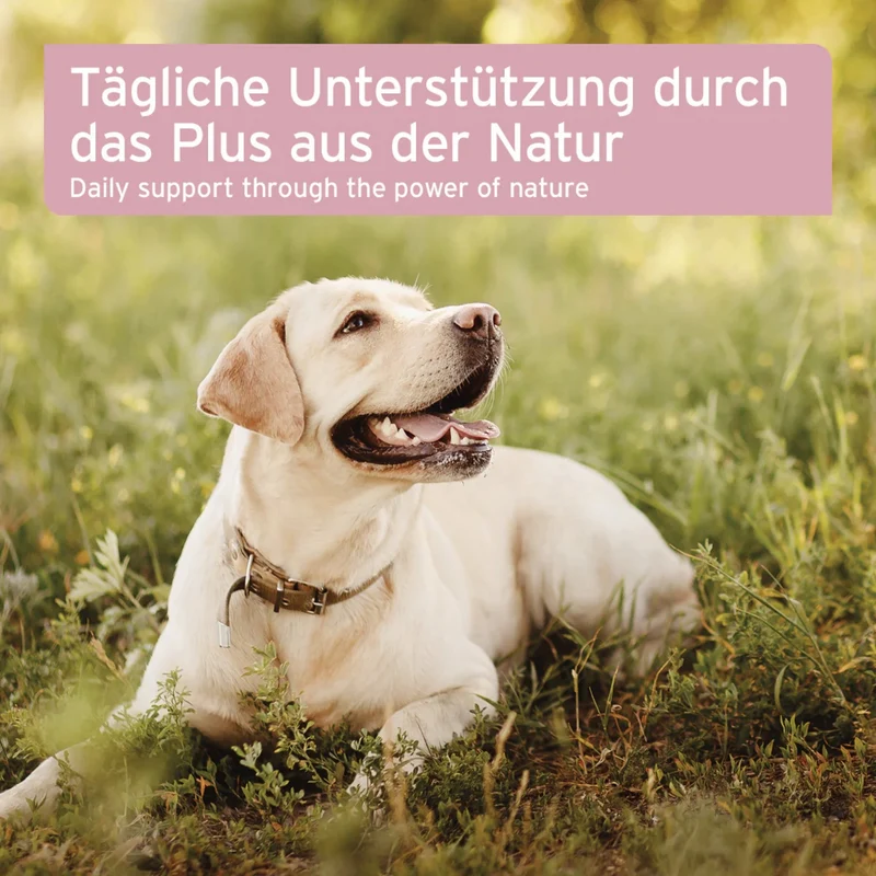 AniForte Nieren Vetal Pulver für Hunde – Natürliche Nierenunterstützung mit Kräutern & Cordyceps