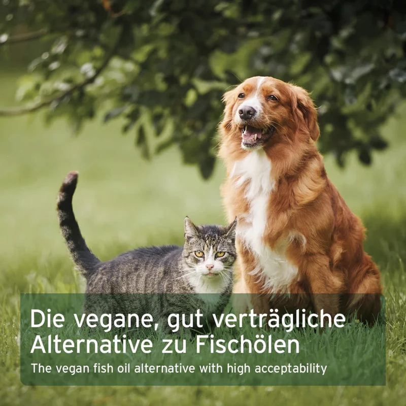 AniForte Algenöl für Hunde – Natürliche Omega-3 Quelle für Haut & Fell