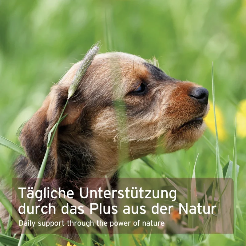 AniForte LeberVetal Pulver – Natürliche Leberstärkung für Hunde mit Mariendistel & Artischocke
