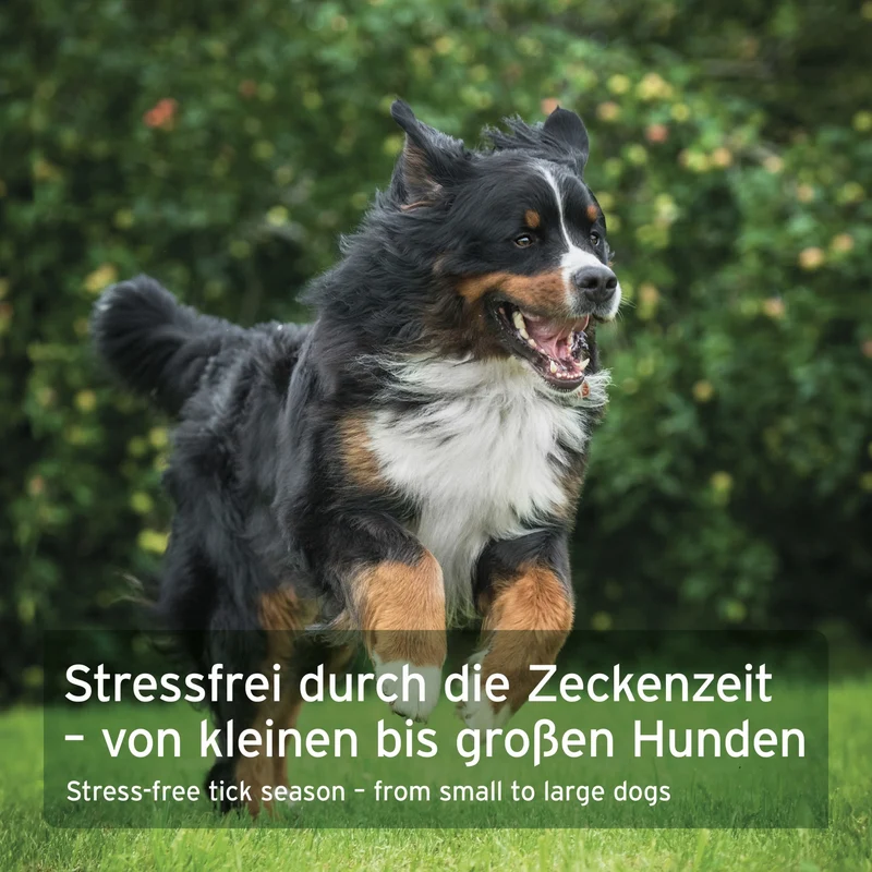AniForte ZeckenSchild Kapseln für Hunde – Natürlicher Zeckenschutz mit Bierhefe & Vitamin B-Komplex für starke Hautbarriere und Abwehrkraft