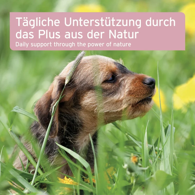 AniForte Blasen-Formel Pulver für Hunde – Natürliche Unterstützung bei Blasenschwäche & Harnwegsproblemen