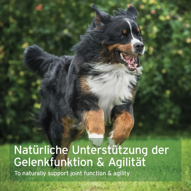 AniForte AgilityVET Gelenktabletten – Natürliche Gelenkunterstützung für aktive Hunde mit Kollagen & Grünlippmuschel
