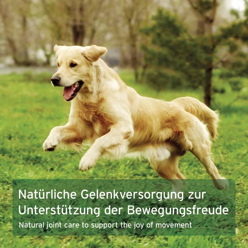 AniForte GelenkVETAL Pulver – Natürliche Gelenkunterstützung für bewegungsfreudige Hunde