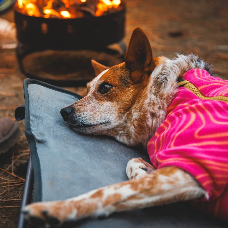 Ruffwear Mt. EverRest Hundebett – Erhöhtes, tragbares Premium-Hundebett für Zuhause, Camping und unterwegs